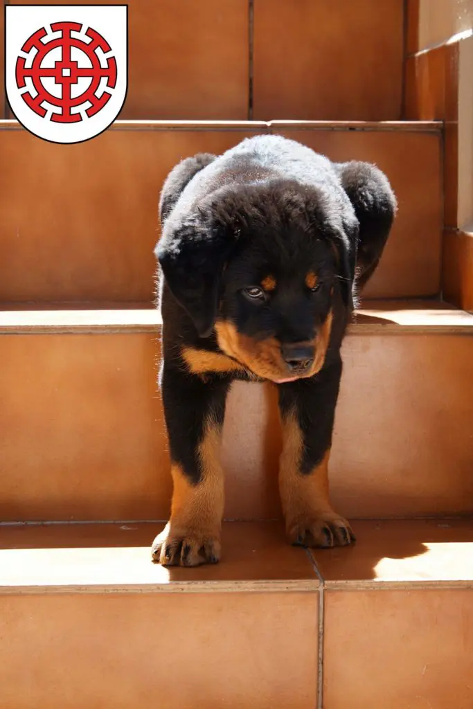 Rottweiler Züchter mit Welpen Mühldorf am Inn, Bayern