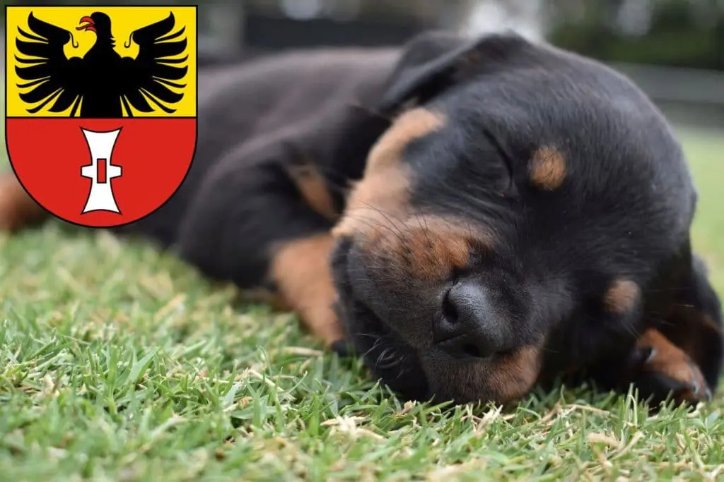 Rottweiler Züchter mit Welpen Mühlhausen/Thüringen, Thüringen