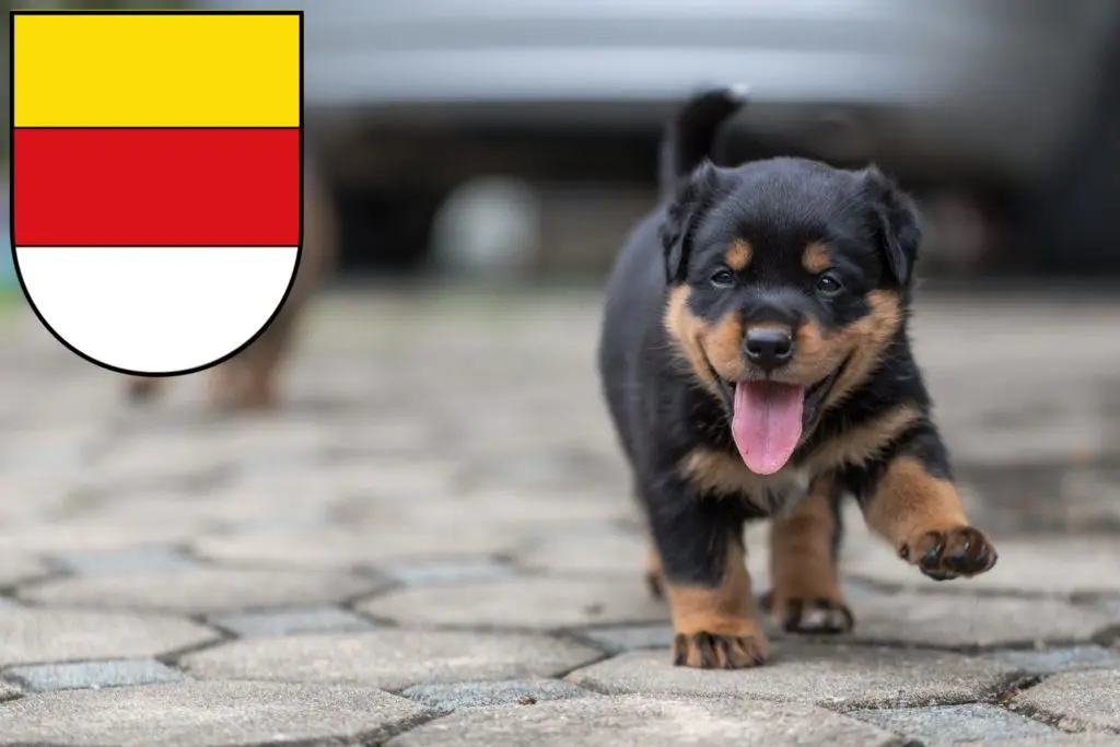 Rottweiler Züchter mit Welpen Münster, Nordrhein-Westfalen