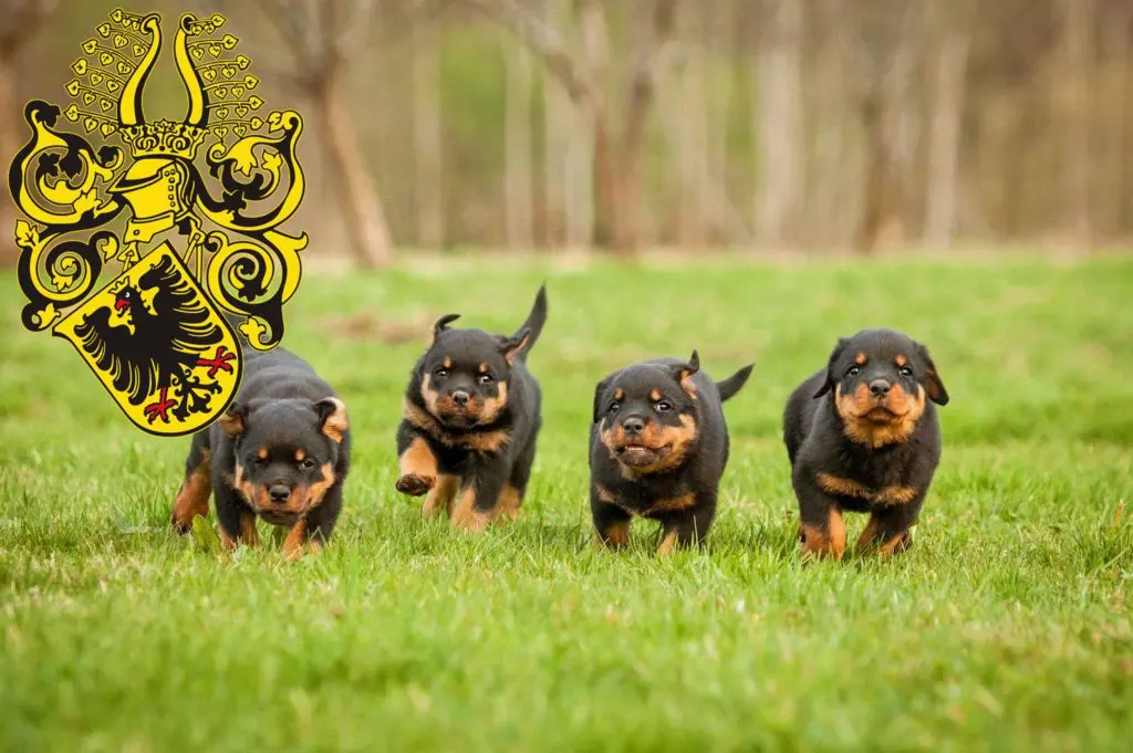 Rottweiler Züchter mit Welpen Nordhausen, Thüringen