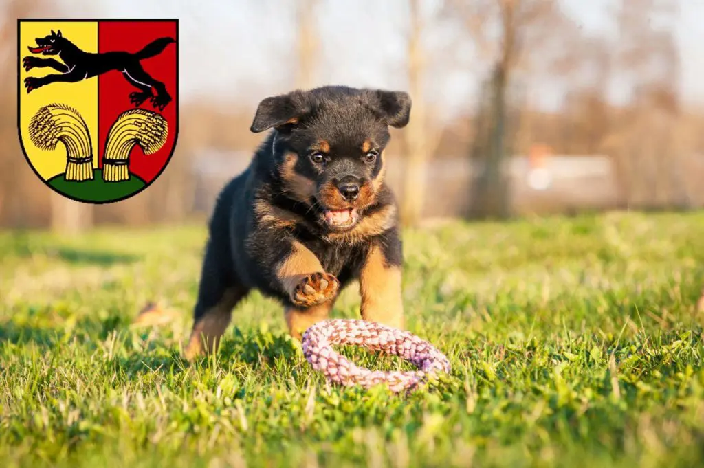 Rottweiler Züchter mit Welpen Peine, Niedersachsen