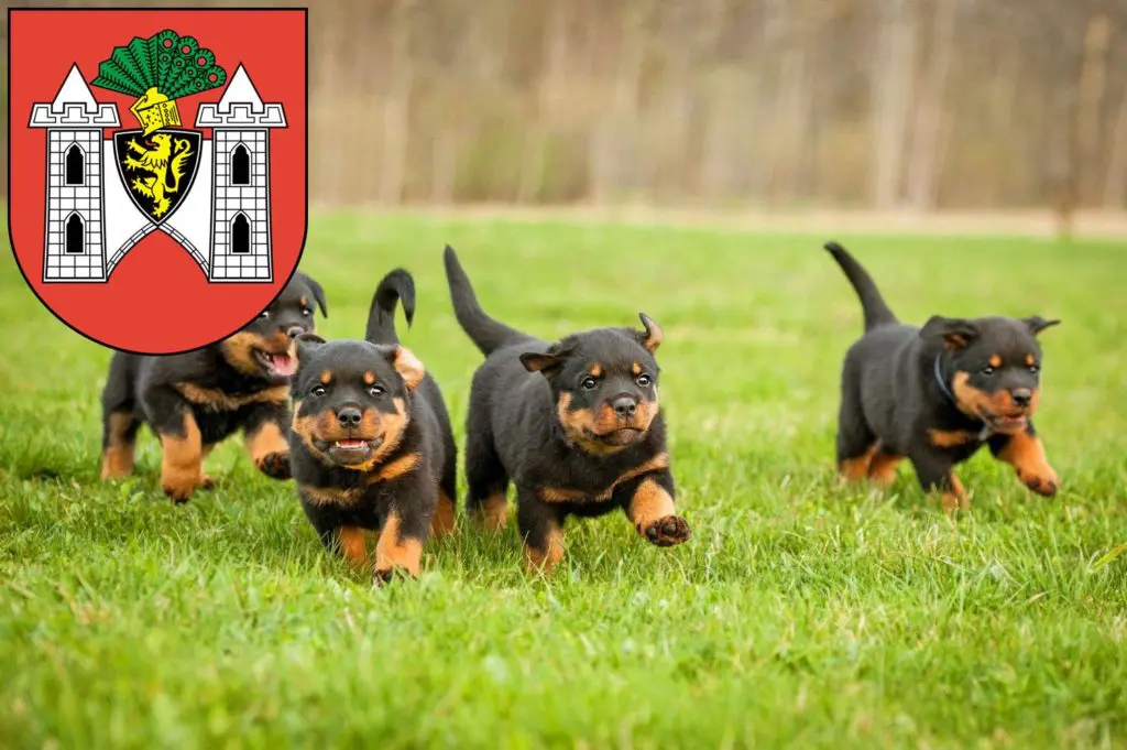 Rottweiler Züchter mit Welpen Plauen, Sachsen