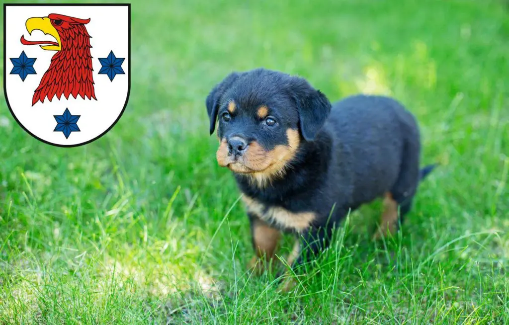 Rottweiler Züchter mit Welpen Rathenow, Brandenburg