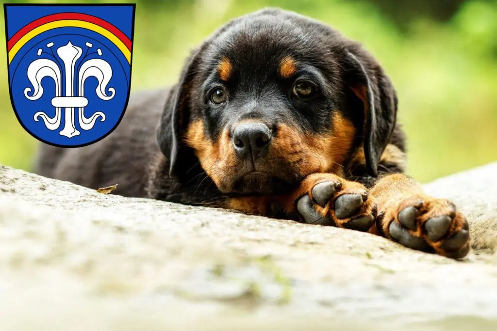 Rottweiler Züchter mit Welpen Regen (Stadt), Bayern