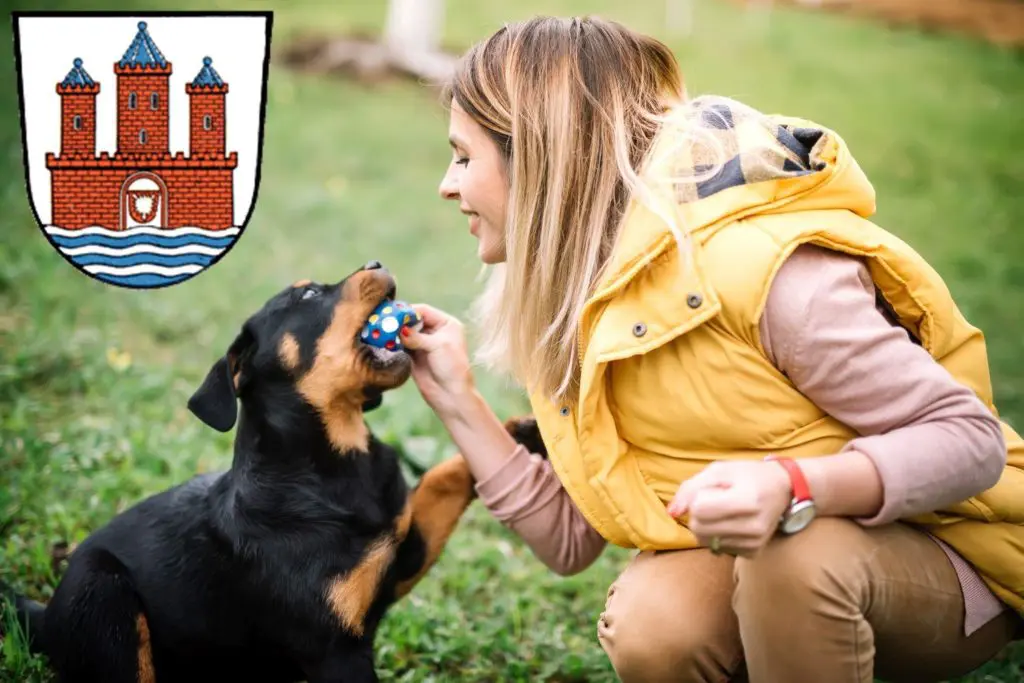 Rottweiler Züchter mit Welpen Rendsburg, Schleswig-Holstein