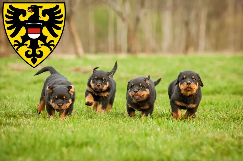 Rottweiler Züchter mit Welpen Reutlingen, Baden-Württemberg