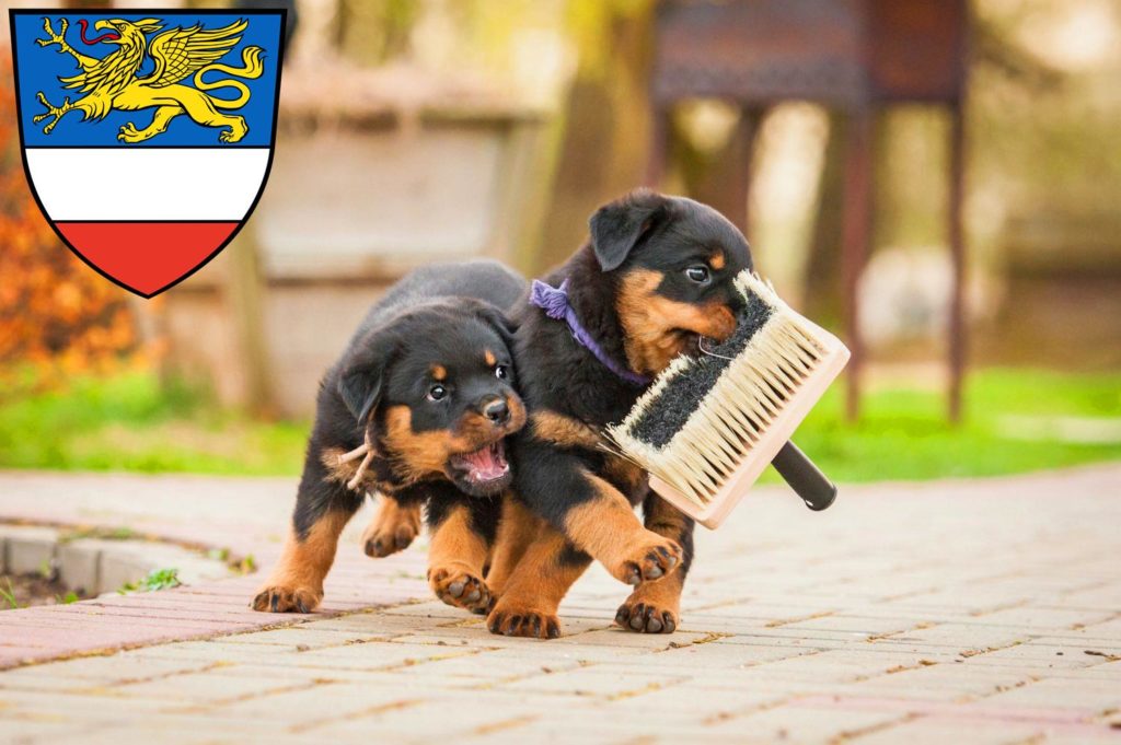 Rottweiler Züchter mit Welpen Rostock, Mecklenburg-Vorpommern