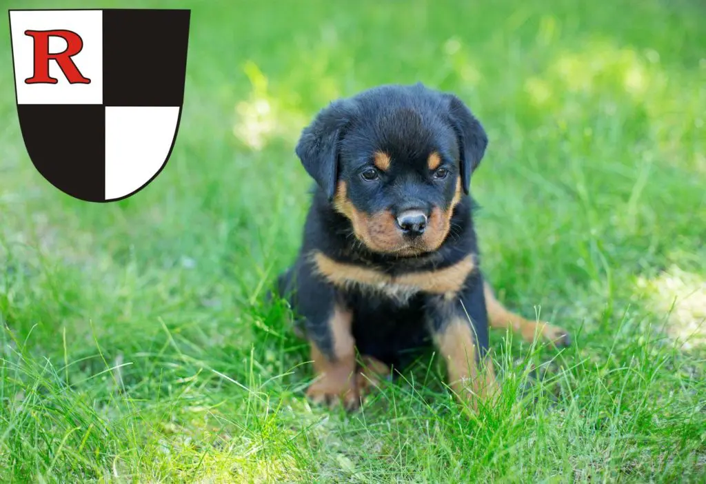 Rottweiler Züchter mit Welpen Roth, Bayern