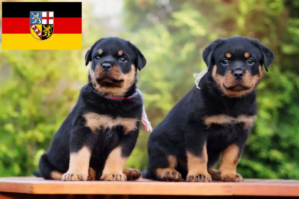 Rottweiler Züchter mit Welpen Saarland, Saarland