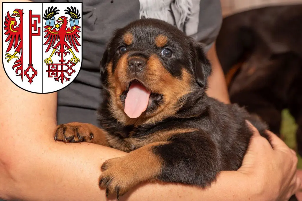 Rottweiler Züchter mit Welpen Salzwedel, Sachsen-Anhalt