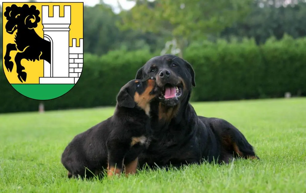 Rottweiler Züchter mit Welpen Schaffhausen, Schweiz
