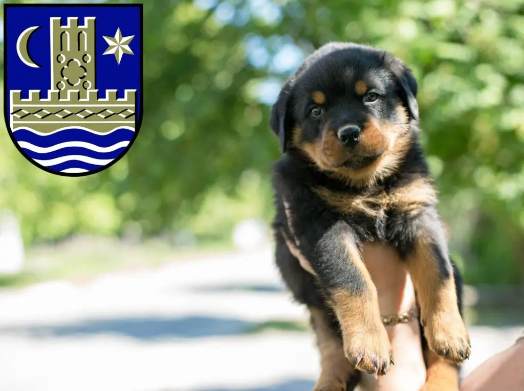 Rottweiler Züchter mit Welpen Schleswig, Schleswig-Holstein