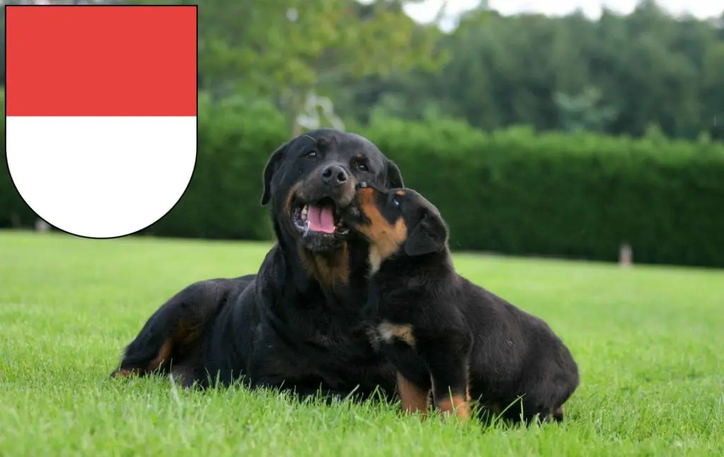 Rottweiler Züchter mit Welpen Solothurn, Schweiz