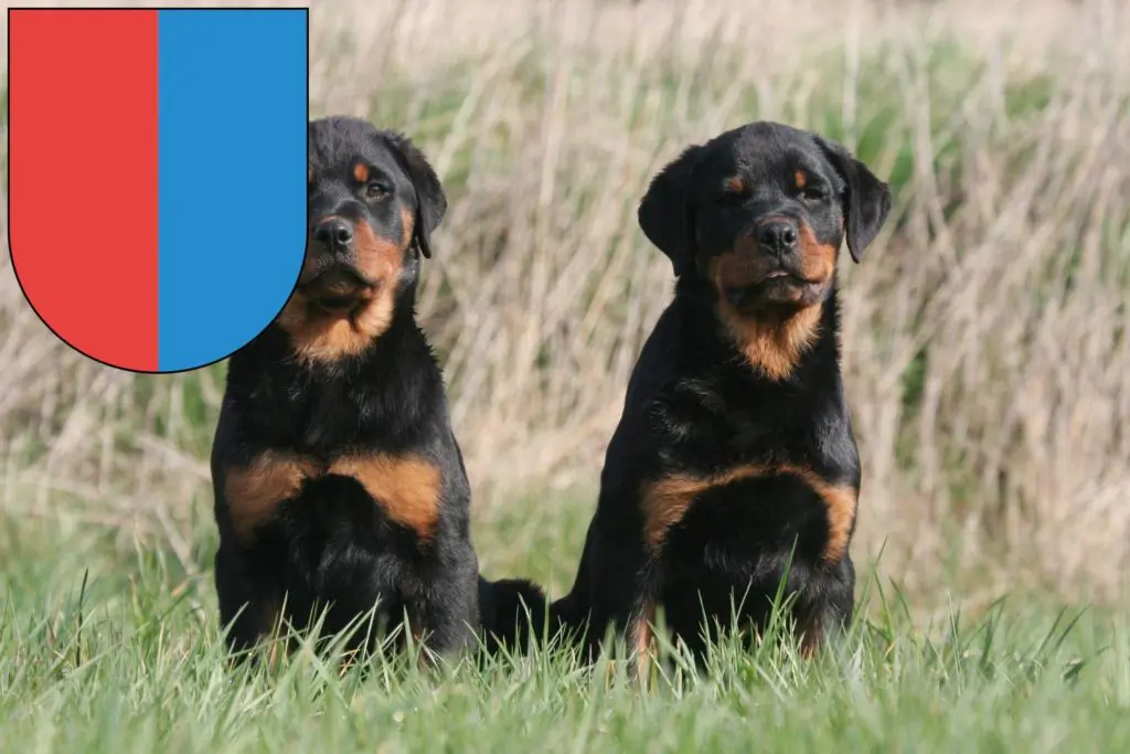 Rottweiler Züchter mit Welpen Tessin, Schweiz