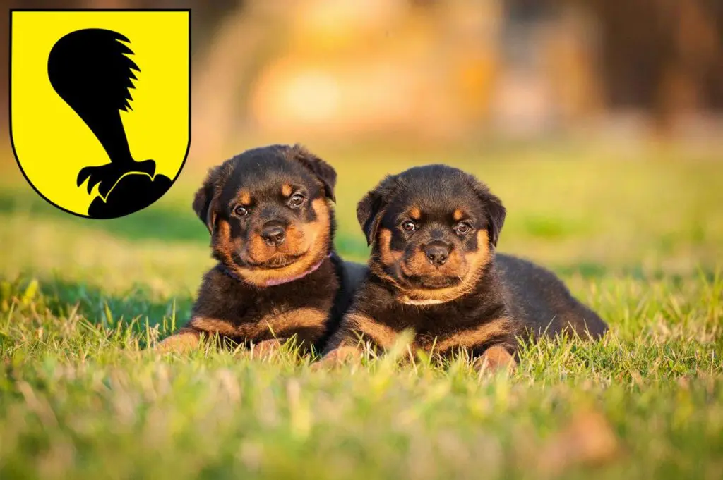 Rottweiler Züchter mit Welpen Villach, Österreich