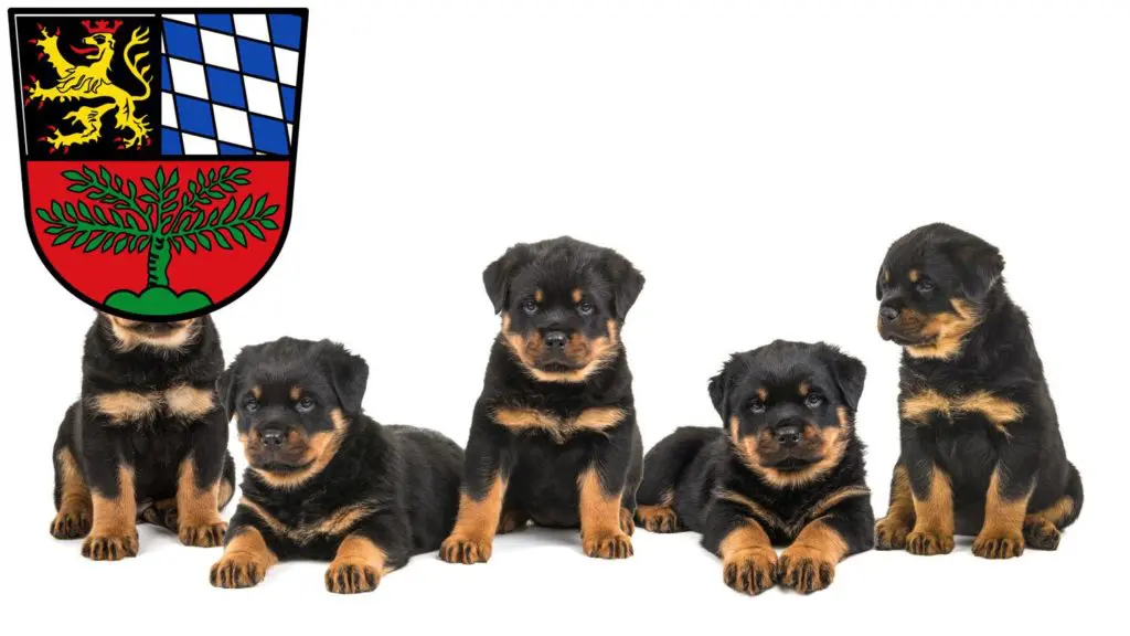 Rottweiler Züchter mit Welpen Weiden in der Oberpfalz, Bayern