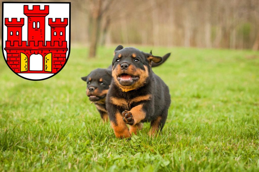 Rottweiler Züchter mit Welpen Weilheim in Oberbayern, Bayern