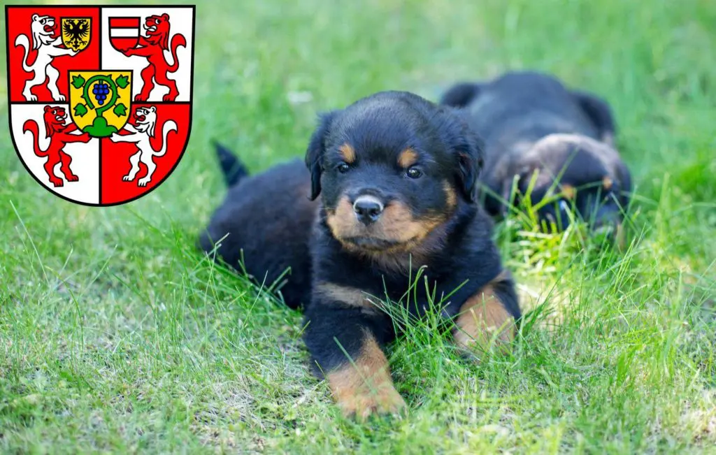 Rottweiler Züchter mit Welpen Weingarten, Baden-Württemberg