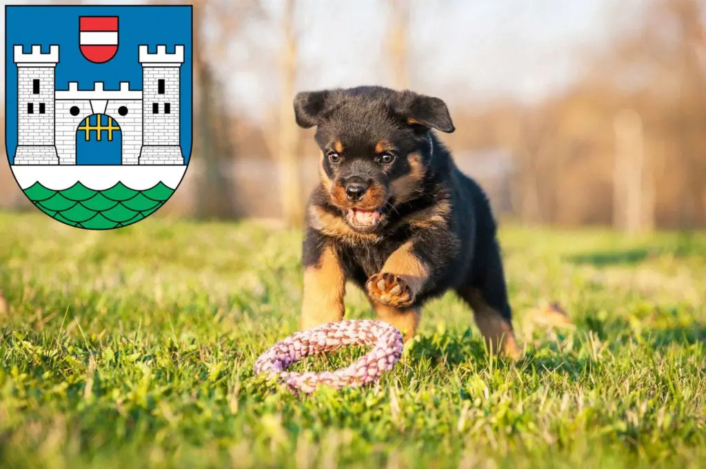Rottweiler Züchter mit Welpen Wels, Österreich