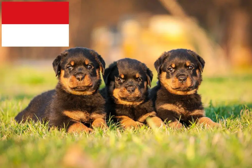 Rottweiler Züchter mit Welpen Wien, Österreich