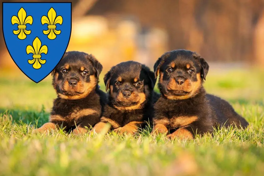 Rottweiler Züchter mit Welpen Wiesbaden, Hessen