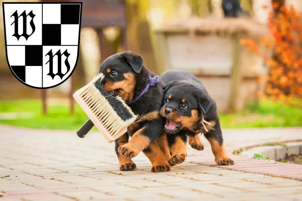 Rottweiler Züchter mit Welpen Wunsiedel, Bayern