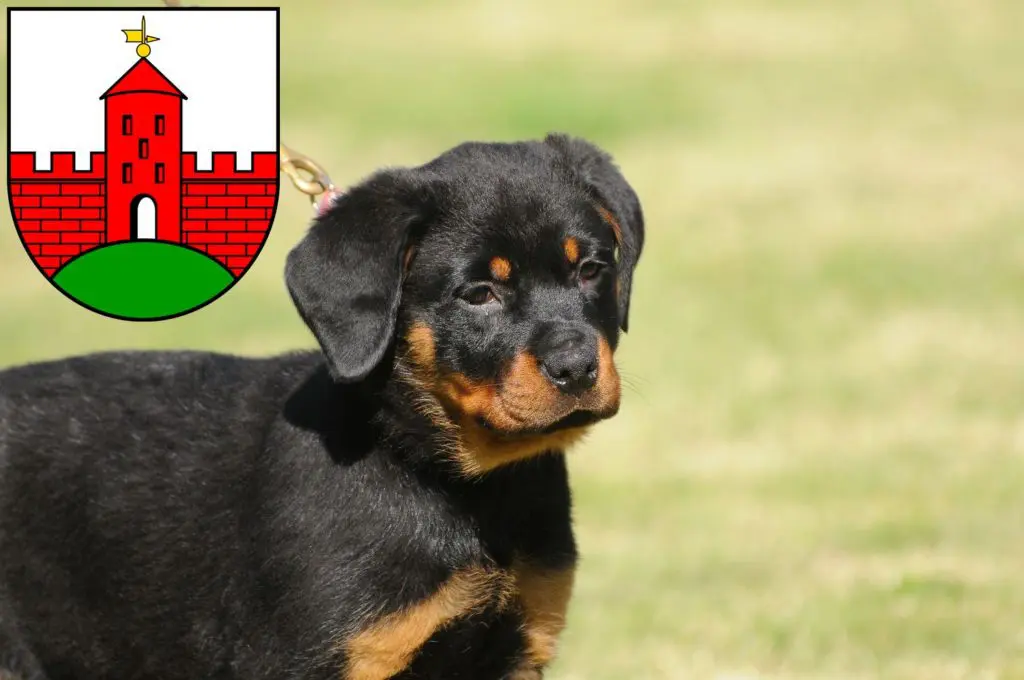 Rottweiler Züchter mit Welpen Zirndorf, Bayern