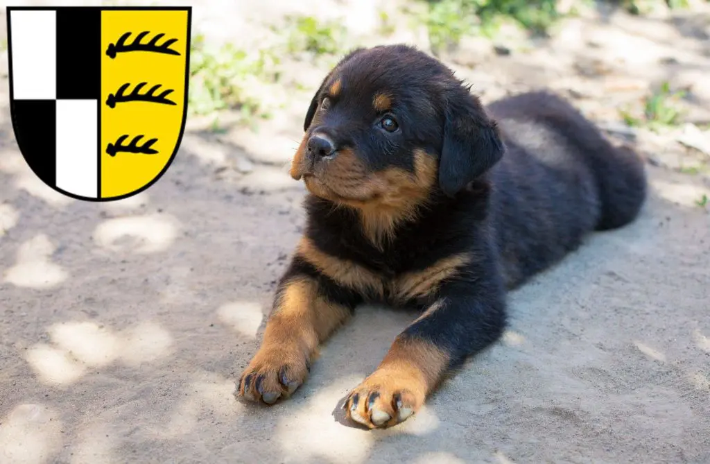Rottweiler Züchter mit Welpen Zollernalbkreis, Baden-Württemberg