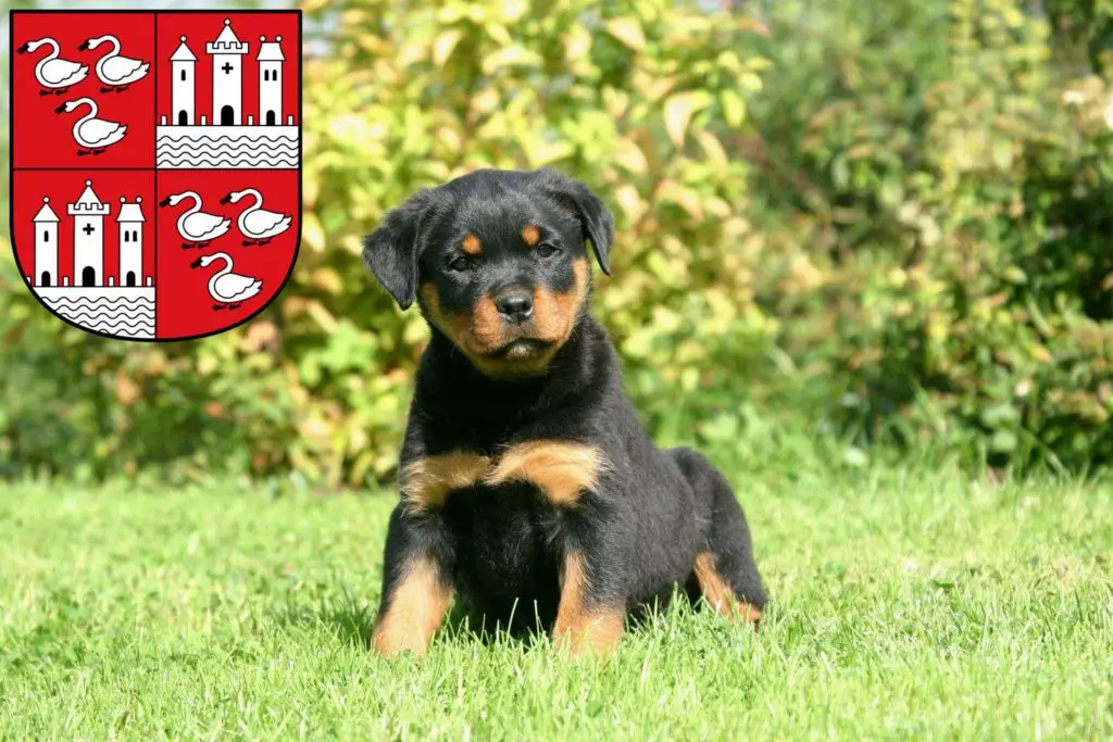 Rottweiler Züchter mit Welpen Zwickau, Sachsen