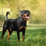 Rottweiler im Gras stehend