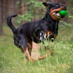 Rottweiler beschäftigen - Auch der Rottweiler spielt gerne mit dem Ball