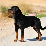 Rottweiler Deckrüde: Welche Eigenschaften sollte ein Rottweiler Deckrüde haben?