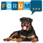 Rottweiler Forum: Fragen und Antworten zum Rottweiler