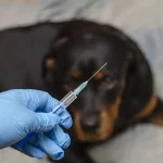 Welche Impfungen benötigt der Rottweiler wirklich?