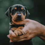 Falls Du Dir einen Rottweiler Welpen kaufen möchtest, dann sind einige Vorüberlegungen wichtig.