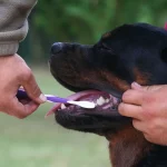 Rottweiler Pflege: Auch Zähneputzen gehört zur Pflegeroutine beim Rottweiler Hund