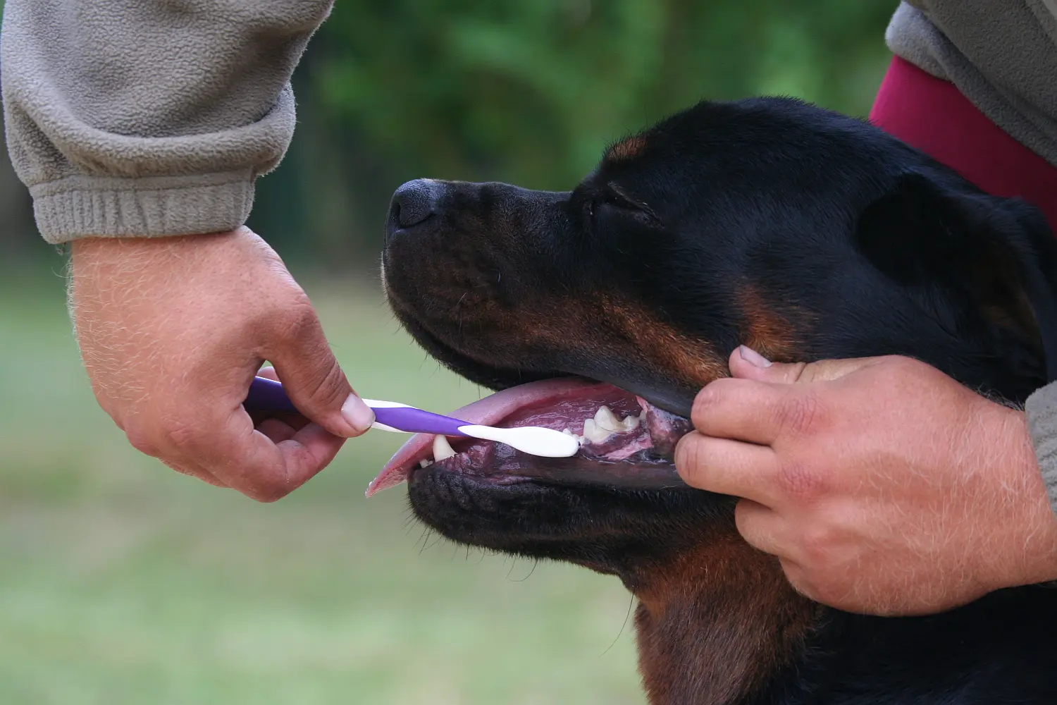 Rottweiler Pflege: Auch Zähneputzen gehört zur Pflegeroutine beim Rottweiler Hund