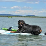Die schönste Zeit des Jahres zusammen verbringen: Urlaub mit Rottweiler