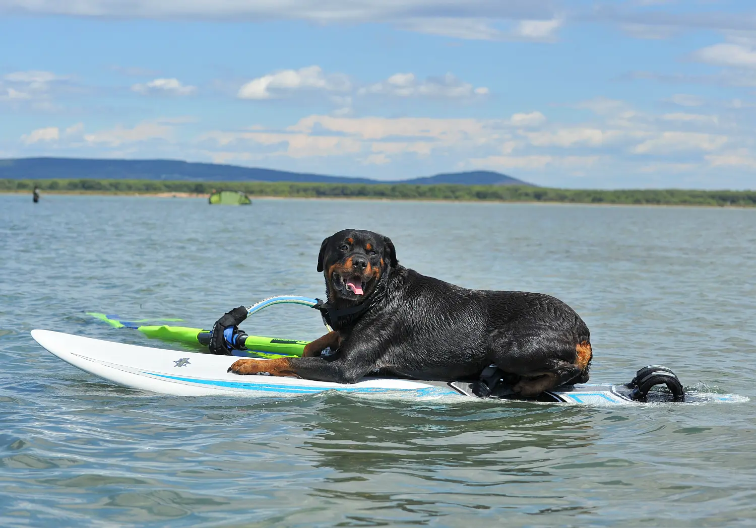 Die schönste Zeit des Jahres zusammen verbringen: Urlaub mit Rottweiler