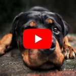Interessante Rottweiler Videos