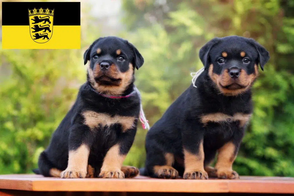 Rottweiler Züchter mit Welpen Baden-Württemberg