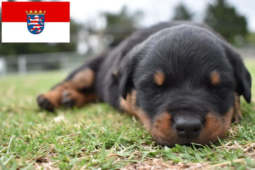 Rottweiler Züchter mit Welpen Hessen