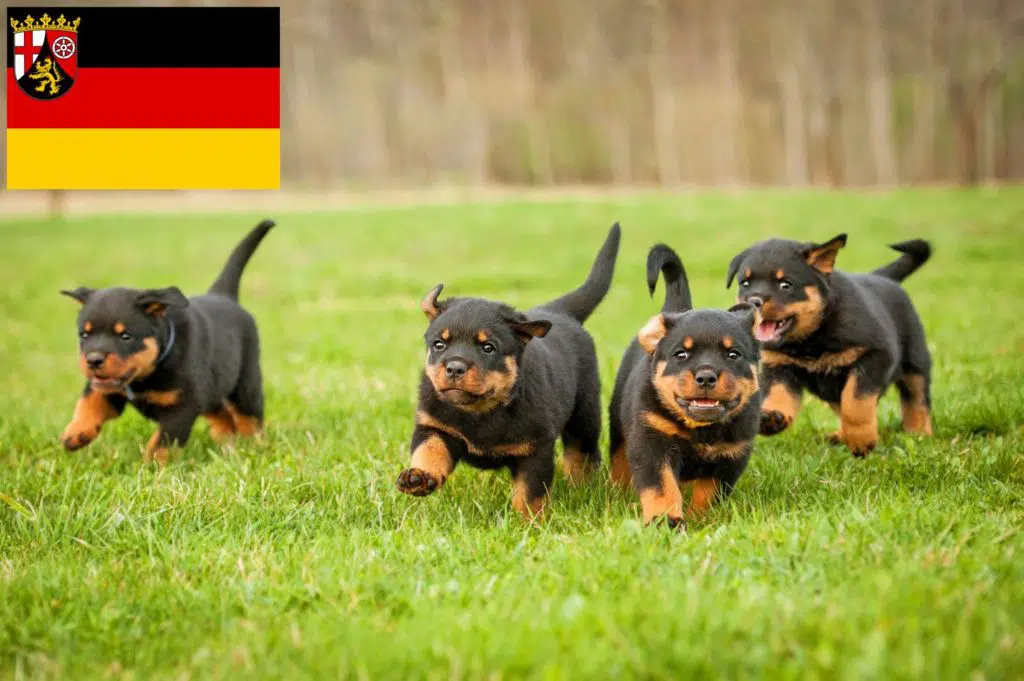 Rottweiler Züchter mit Welpen Rheinland-Pfalz