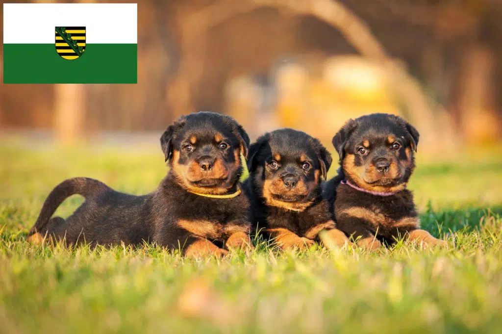 Rottweiler Züchter mit Welpen Sachsen