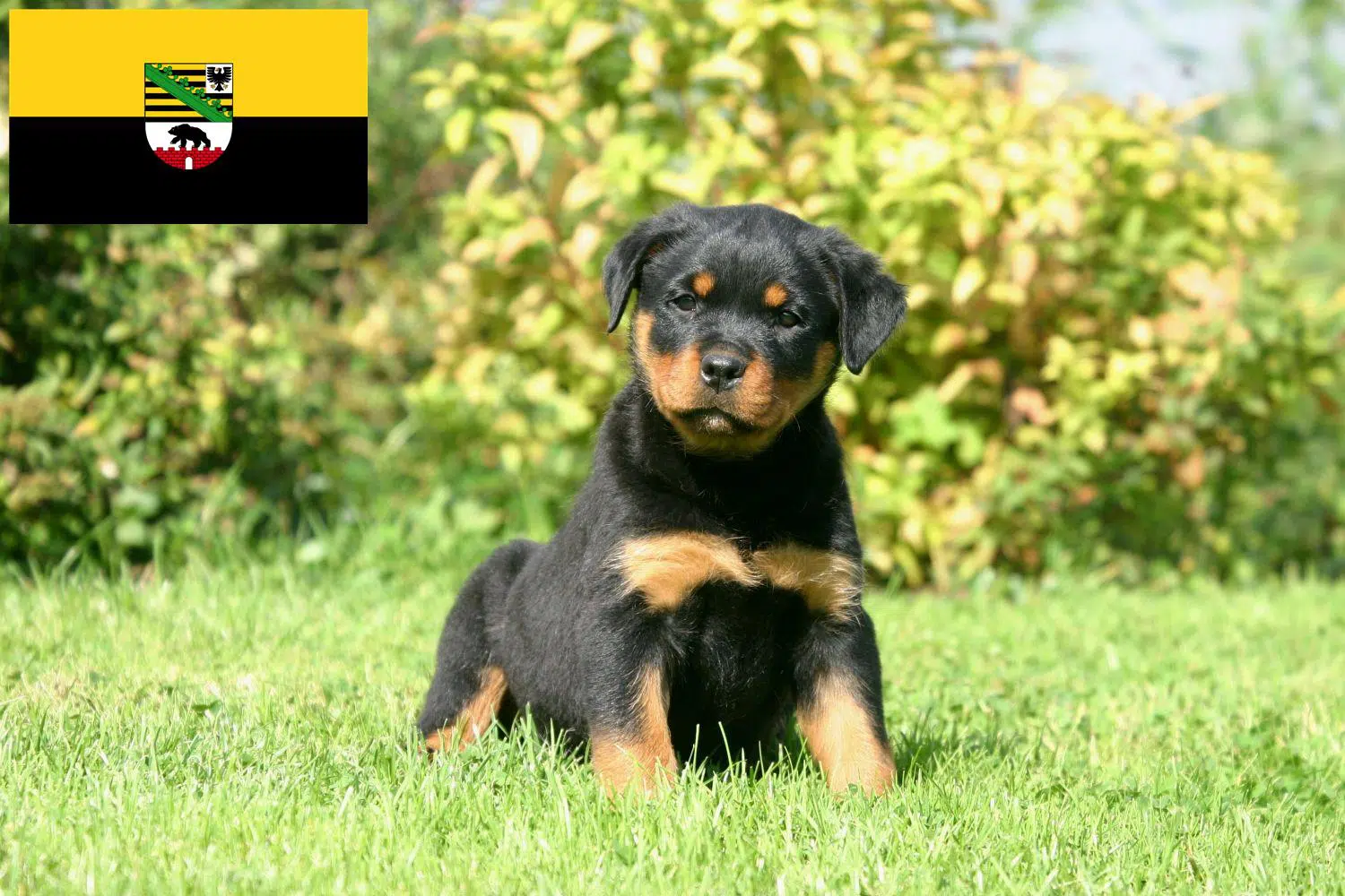 Rottweiler Züchter und Welpen in SachsenAnhalt Rottweiler.de