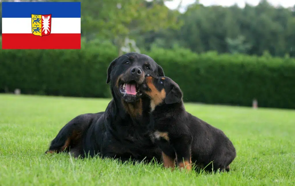 Rottweiler Züchter mit Welpen Schleswig-Holstein
