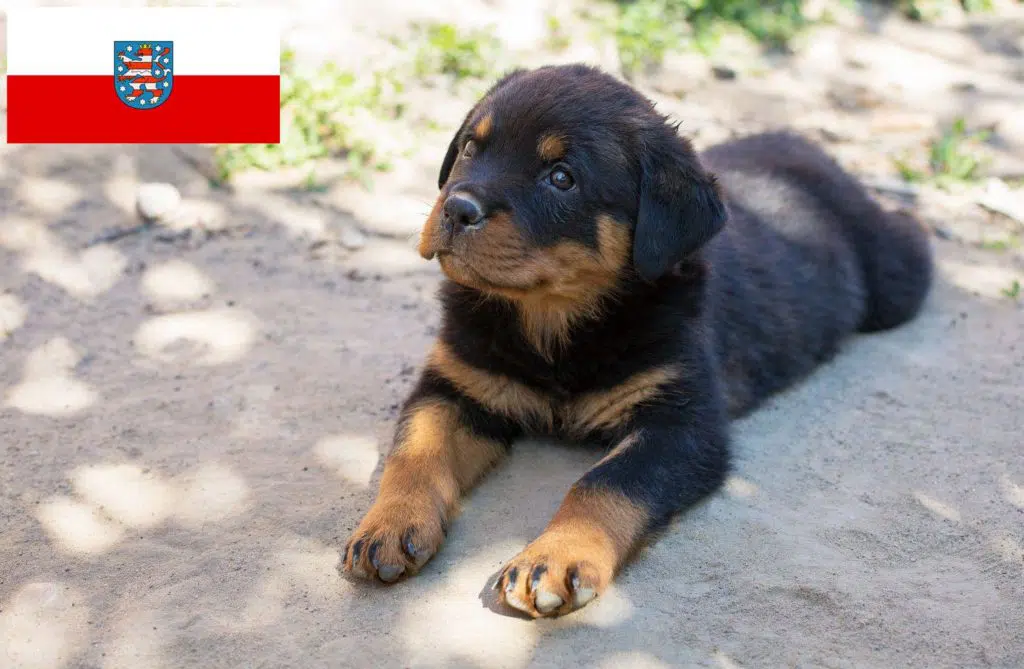 Rottweiler Züchter mit Welpen Thüringen