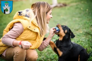Mehr über den Artikel erfahren Rottweiler Züchter und Welpen in Bad Belzig