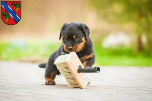 Mehr über den Artikel erfahren Rottweiler Züchter und Welpen in Dietzenbach