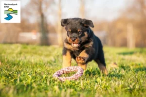 Mehr über den Artikel erfahren Rottweiler Züchter und Welpen in der Eifel